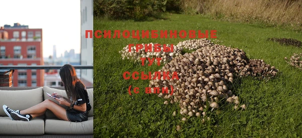 индика Новодвинск